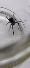 Latrodectus mirabilis