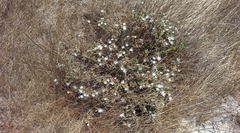 Drosanthemum calycinum