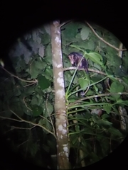 Didelphis marsupialis