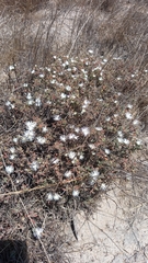 Drosanthemum calycinum
