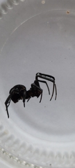 Latrodectus mirabilis
