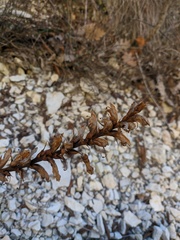 Orobanche hederae