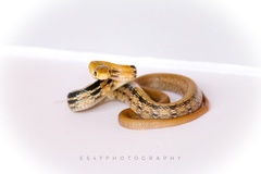 Coelognathus radiatus