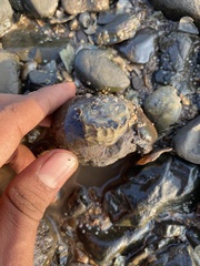 Saccostrea