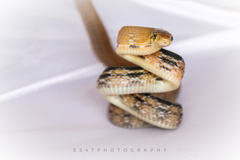 Coelognathus radiatus