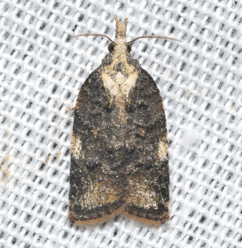 Exasperating Platynota