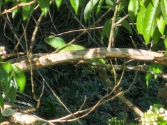 Physignathus cocincinus