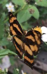 Symbrenthia lilaea formosanus