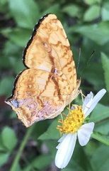 Symbrenthia lilaea formosanus