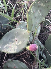 Opuntia stricta