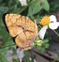 Symbrenthia lilaea formosanus