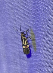 Callisthenia truncata