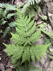 Tectaria devexa
