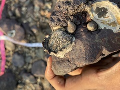 Saccostrea