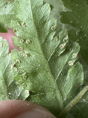 Tectaria devexa