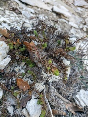 Cruciata taurica