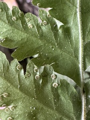 Tectaria devexa
