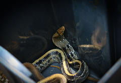 Coelognathus radiatus