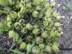 Pseudomelasma pedicularioides