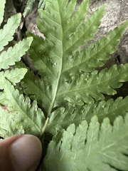 Tectaria devexa