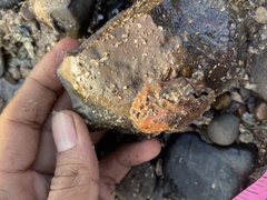Saccostrea