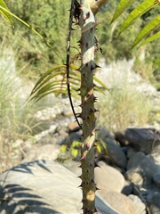 Zanthoxylum ailanthoides