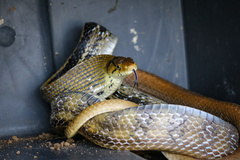 Coelognathus radiatus