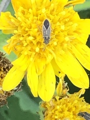 Ochrimnus lineoloides