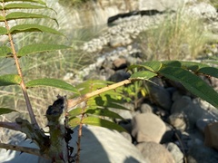 Zanthoxylum ailanthoides