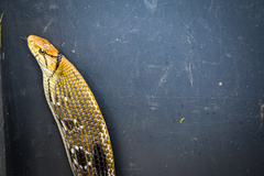 Coelognathus radiatus
