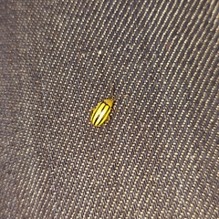 Disonycha interlineata