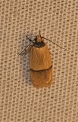 Eulechria hemisphaerica