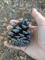 Pinus nigra pallasiana