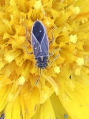 Ochrimnus lineoloides