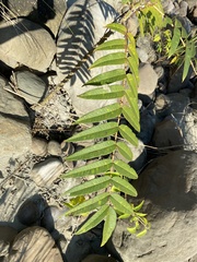 Zanthoxylum ailanthoides