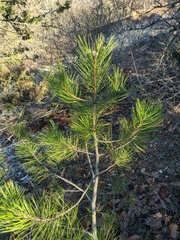 Pinus nigra pallasiana