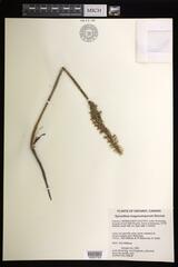 Spiranthes magnicamporum