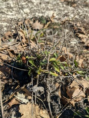 Cephalaria coriacea