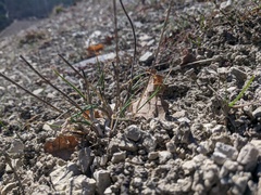Allium marschalianum