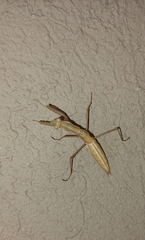 Coptopteryx argentina