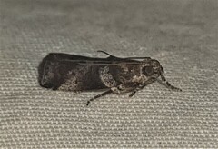 Conobathra hemichlaena