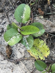 Cercospora