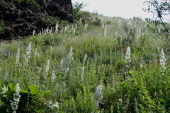 Salvia sclarea