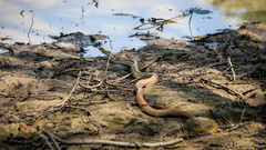 Coelognathus radiatus