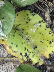 Cercospora