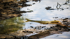 Coelognathus radiatus