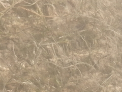 Syringodium filiforme