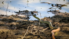 Coelognathus radiatus