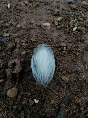 Zygaenoidea