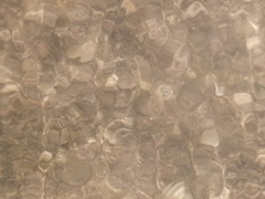 Syringodium filiforme